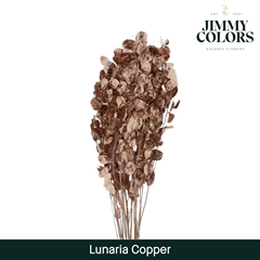 Lunaria Copper Per Bunch 80cm