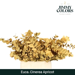 Eucalyptus Cinerea Painted Apricot Per Bunch 70cm 200gr.