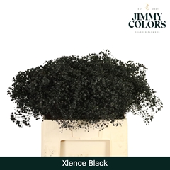 Gypsophila Painted Xlence Black 60cm 20gr.