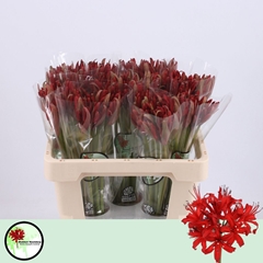 Nerine Lydia 55cm