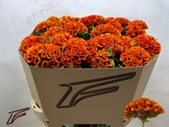 Celosia Indian Summer 80cm