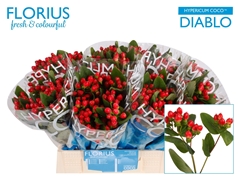 Hypericum Coco Diablo 40cm