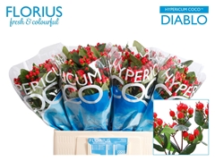 Hypericum Coco Diablo 60cm