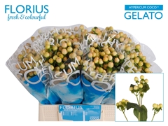 Hypericum Coco Gelato 40cm