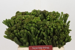 Brunia Albiflora 40cm