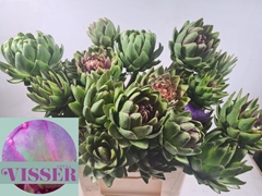Cynara Green Globe 70cm