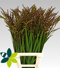 Crocosmia With Berry Of Fire King 75cm