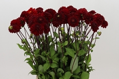 Dahlia Viking 55cm