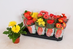 Gerbera Colourgame Mix 12Ø 22cm