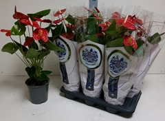 Anthurium Jambo Red 17Ø 65cm