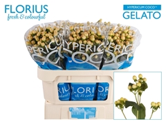 Hypericum Coco Gelato 70cm