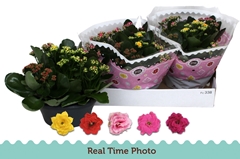 Kalanchoe Double Mix 23Ø 27cm