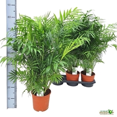 Chamaedorea Elegans 19Ø 80cm