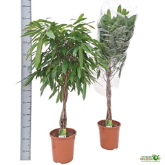 Ficus Amstel King 24Ø 110cm