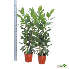 Ficus Benghalensis 31Ø 185cm