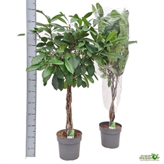 Ficus Cyathistipula 24Ø 125cm
