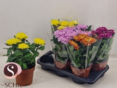 Chrysanth Supernova Mixed 17Ø 35cm