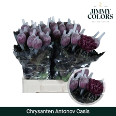Chrysanth Single Painted Antonov Cassis 70cm 110gr.