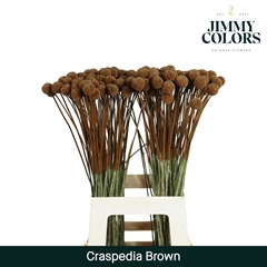 Craspedia Painted Brown 60cm