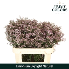 Limonium Skylight 80cm 30gr.