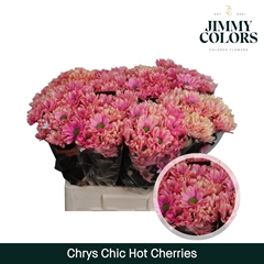Chrysanth Spray Chic 70cm 90gr.