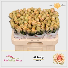 Rosa Alchemy 60cm