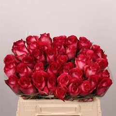 Rosa Nicoletta 35cm