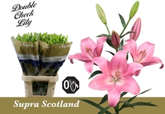 Lily La Scotland 90cm 5+