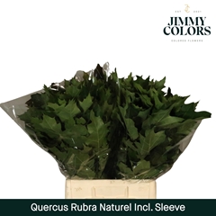 Quercus Rubra 60cm