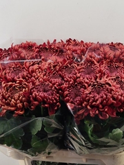 Chrysanth Single Ankara Red 75cm 120gr.