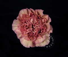 Dianthus Single Lege 55cm