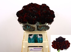 Scabiosa Bon Bon Marachino Cherry Scoop 60cm