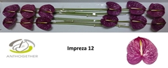 Anthurium Impreza 13cm Hd