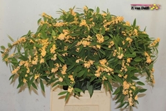 Euphorbia Fulgens Spray Cognac Baron 80cm 15cm Hd