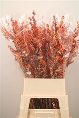Ilex Verticillata Magical Daydream 100cm