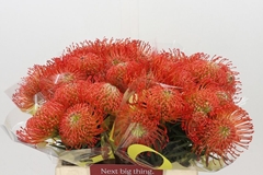 Leucospermum Succession 40cm
