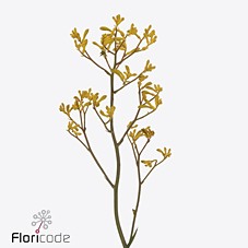 Anigozanthos Flavidus Imani Yellow 60cm