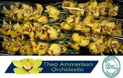 Cymbidium La Vie Stella 80cm