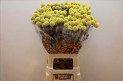 Craspedia Yellow 70cm