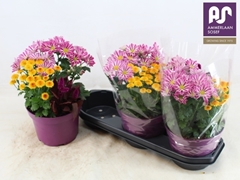 Bedding Plants Mix 19Ø 32cm