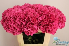 Hydrangea Pink Ruby 60cm 16-18cm Hd
