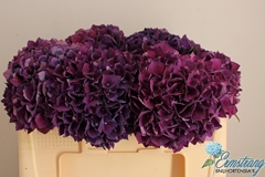 Hydrangea Rubyred Purple 50cm 14-16cm Hd