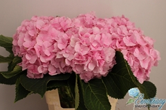 Hydrangea Verena 60cm 17-19cm Hd
