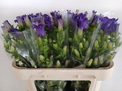 Campanula Champion Blue 70cm