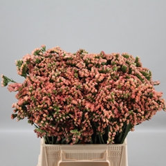 Limonium Sinuatum Royal Orange 45cm 10gr.