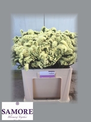 Limonium Sinuatum Yellow Sun Birds 45cm 10gr.