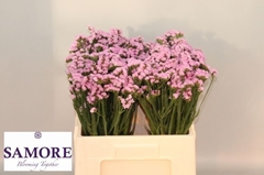 Limonium Sinuatum Rosella Sun Birds 45cm 10gr.