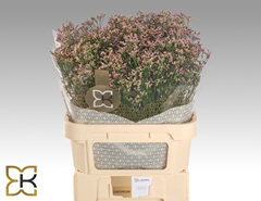 Limonium Sinense Blush Diamond 80cm 35gr.