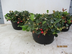 Gaultheria Big Berry 26Ø 25cm