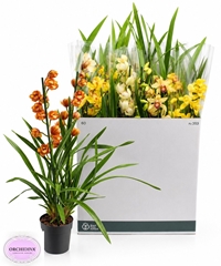 Cymbidium Mixed 14Ø 85cm 2st